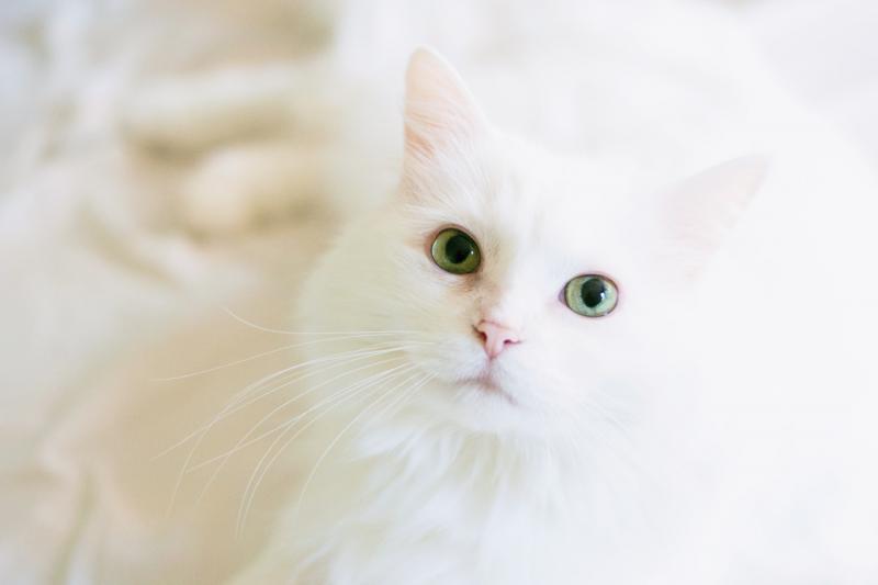 Clínica Veterinária Especializada em Gatos: Mimos, Cuidados e Especialistas para o seu Felino Clínica Veterinária Especializada em Gatos: Mimos, Cuidados e Especialistas para o seu Felino