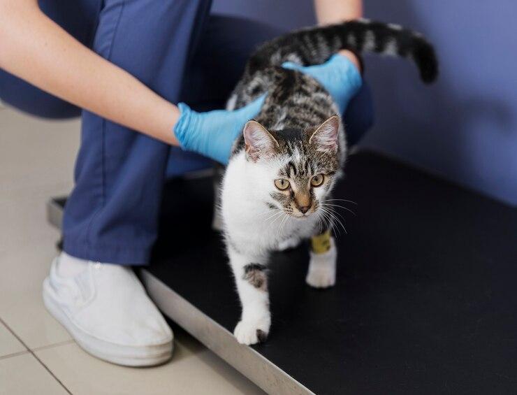 Especialista em Gatos: Dicas e Informações Valiosas para Cuidar do seu Felino