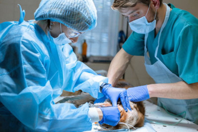 Cirurgia Animais Agendar São Francisco - Cirurgia Oftalmologica em Caes Nova Roma do Sul