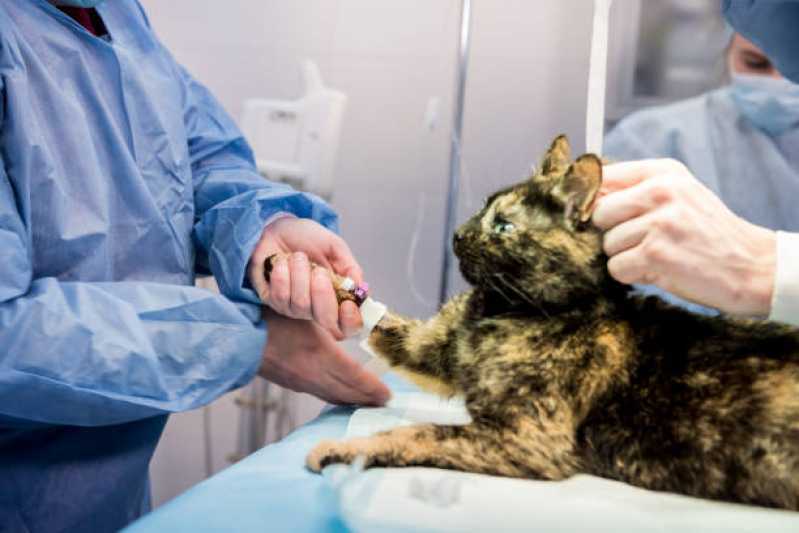 Cirurgia de Castração para Animais Flores da Cunha - Cirurgia para Gato