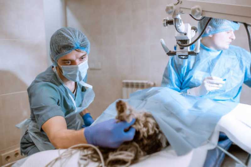 Cirurgia de Castração Petrópolis - Cirurgia para Gato