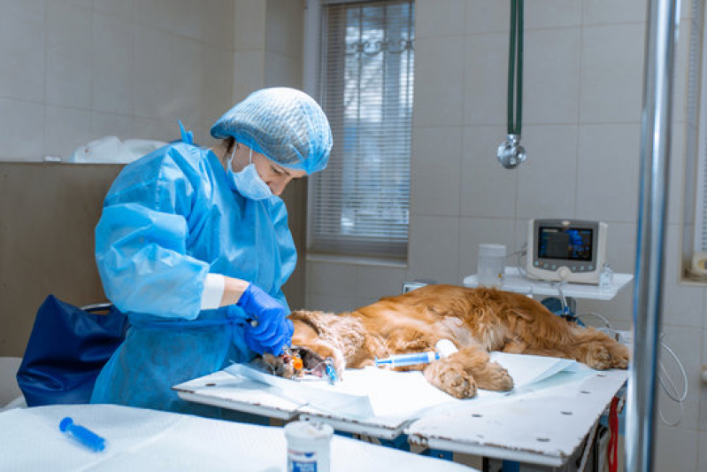 Cirurgia em Animais de Companhia Agendar Ana Reck - Cirurgia Oftalmologica em Caes Nova Roma do Sul