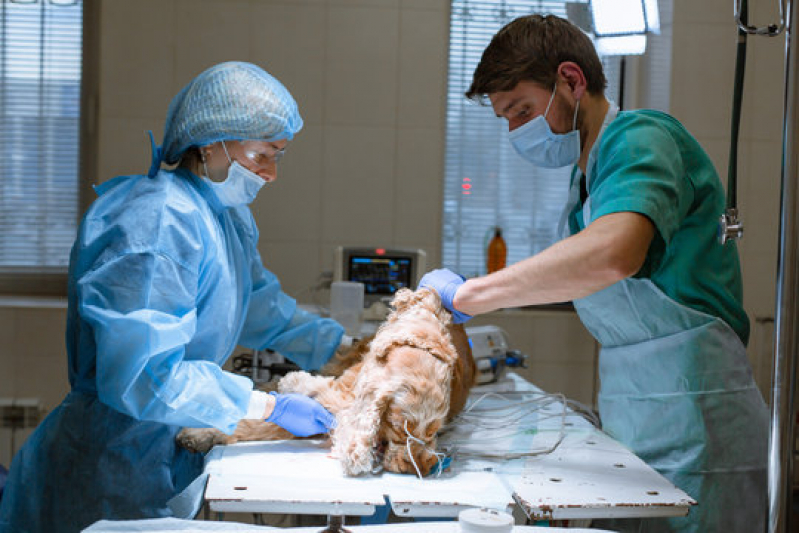 Cirurgia em Animais de Companhia Imigrante - Cirurgia Oftalmologica Veterinaria Nova Pádua