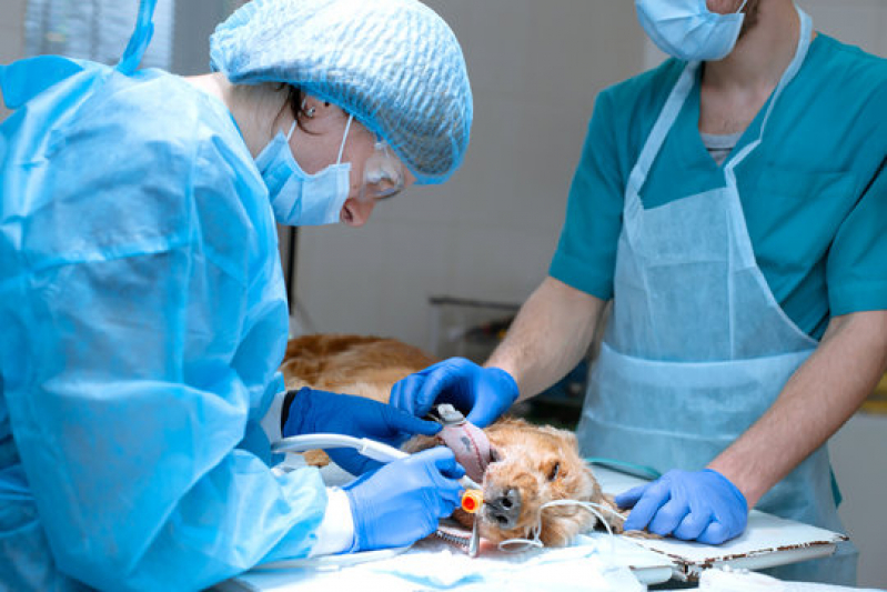 Cirurgia Geral Veterinaria Licorsul - Cirurgia Oftalmologica em Caes Nova Roma do Sul
