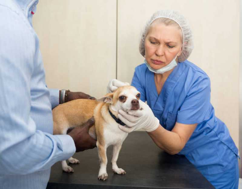 Cirurgia para Animais de Estimação Municipal - Cirurgia para Gato