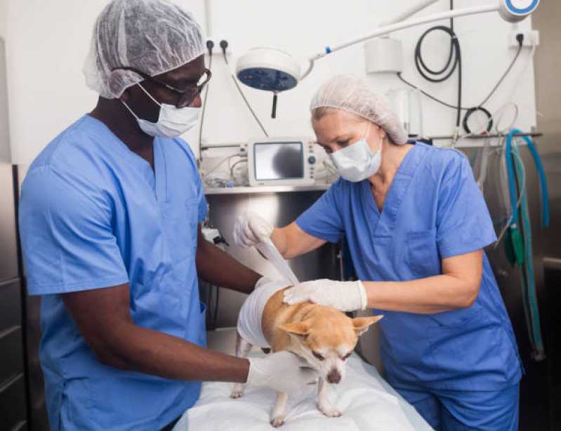 Cirurgia para Cachorros Clínica Vitória - Cirurgia para Gato