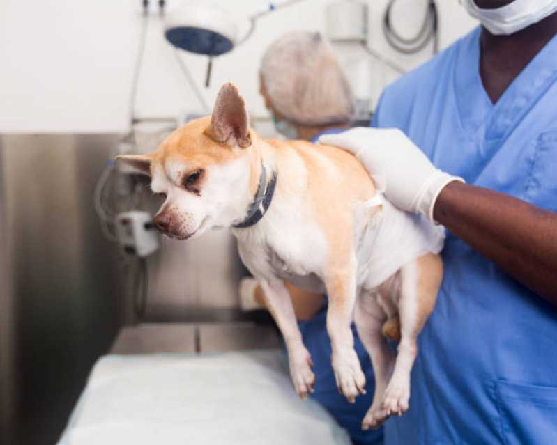 Cirurgia para Cães Clínica São Bento - Cirurgia para Gato
