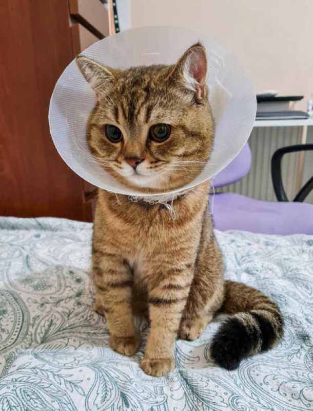 Cirurgia para Gatos Cidade Nova - Cirurgia para Gato