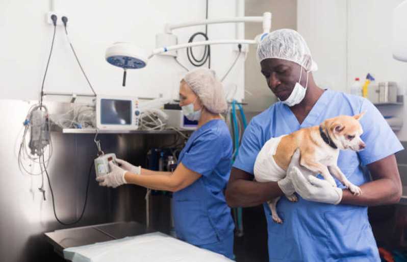 Cirurgia para Pets São Caetano - Cirurgia para Gato