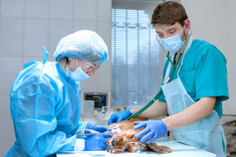 Cirurgia Reconstrutiva Veterinária Bela Vista - Cirurgia Oftalmologica em Caes Nova Roma do Sul