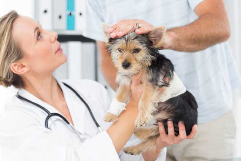 Clínica com Internação Veterinária Telefone Villa Verde - Clínica para Cães