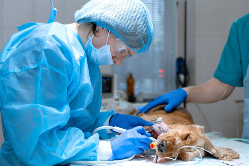 Clínica de Cirurgia em Animais de Pequeno Porte Charqueadas - Cirurgia Oftalmologica Veterinaria Nova Pádua