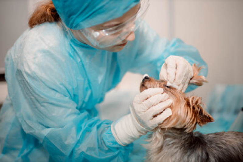 Clínica de Cirurgia Ortopedica em Cachorro De Lazzer - Cirurgia Oftalmologica Veterinaria Nova Pádua