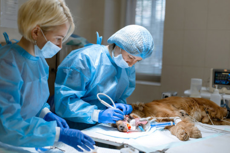 Clínica de Cirurgia Reconstrutiva Veterinária Nova Vicenza - Cirurgia Animais Veranópolis