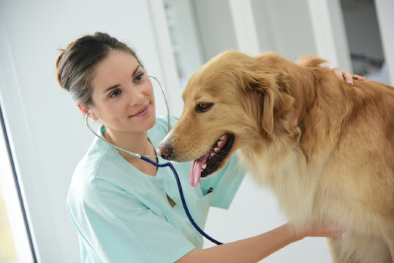 Clínica de Internação de Cachorros Nossa Senhora das Graças - Internação de Emergência para Animais Caxias do Sul