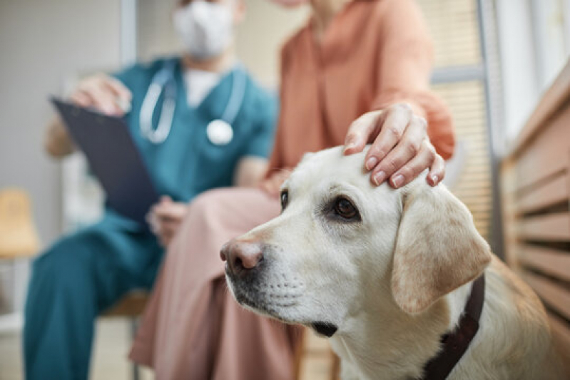 Clínica de Internação de Emergência para Animais Pio X - Internação de Cachorros São José dos Ausentes