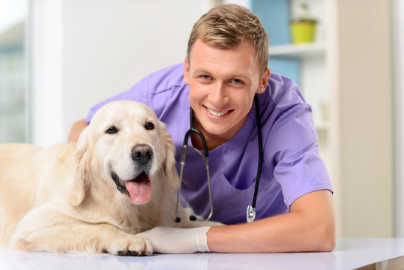 Clínica de Internação de Emergência para Cães Ana Reck - Internação Veterinaria 24h Garibaldi