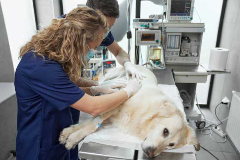 Clínica de Urgência Veterinária 24h Telefone São Roque - Clínica para Cães