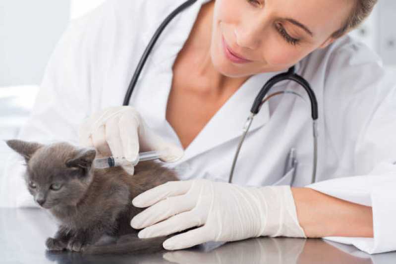 Clínica de Urgência Veterinária 24h Primeiro de Maio - Clínica para Cães