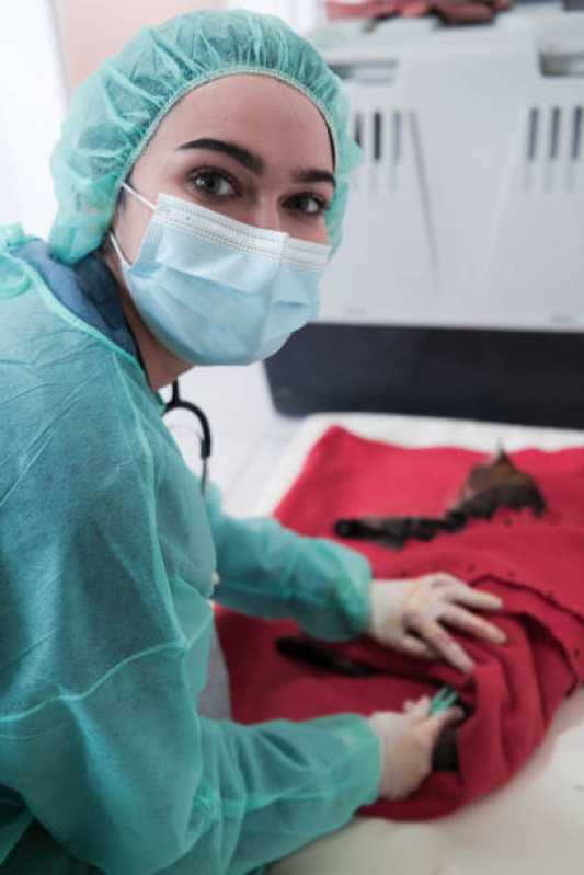 Clínica Especializada em Cirurgia para Cachorro Nossa Senhora das Graças - Cirurgia para Gato