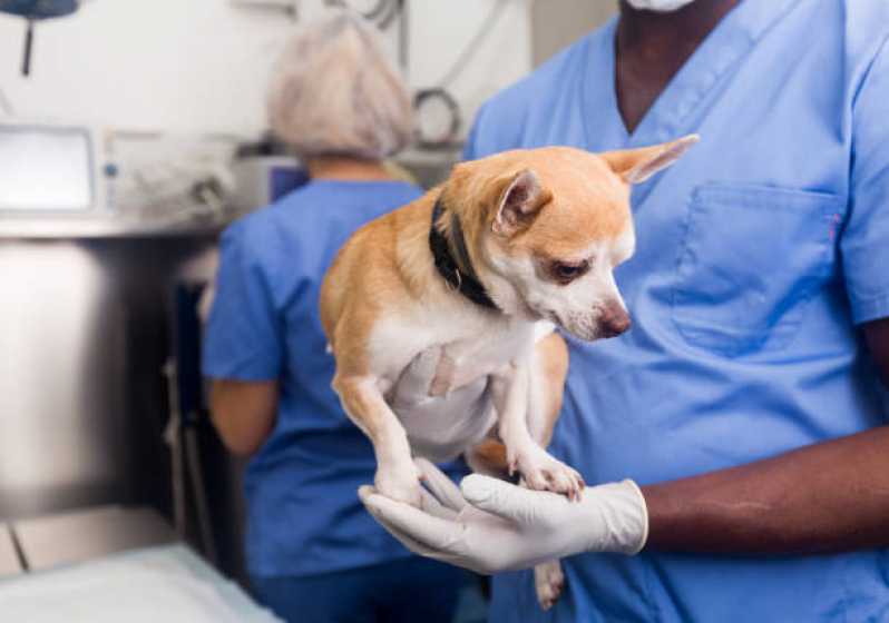 Clínica Especializada em Cirurgia para Cães Centro - Cirurgia para Gato