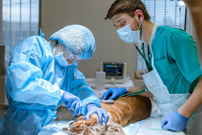 Clínica Que Faz Cirurgia em Animais de Companhia Nossa Senhora da Saúde - Cirurgia Animais Veranópolis