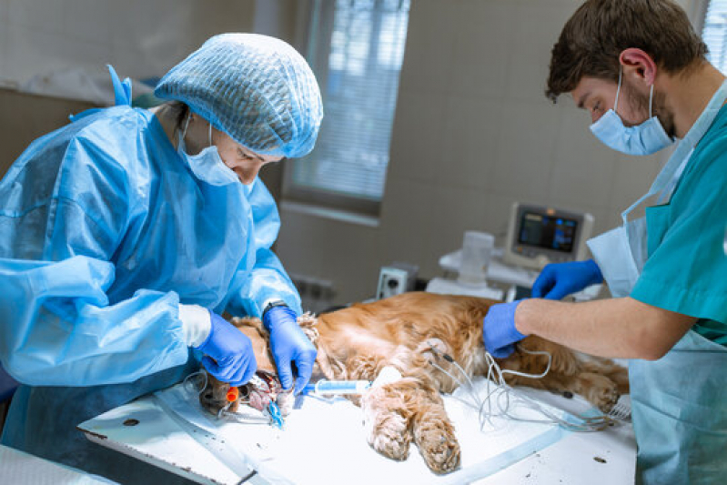 Clínica Que Faz Cirurgia Oftalmologica Veterinaria Centro - Cirurgia Animais Veranópolis