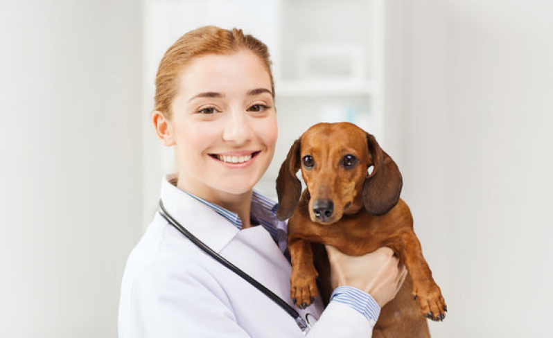 Clínica Que Faz Internação de Cachorros Juventude - Internação Veterinaria 24h Garibaldi