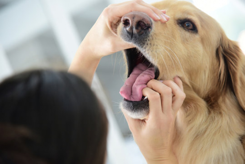 Clínica Que Faz Internação de Emergência para Cães Floresta - Internação para Cachorros São Marcos