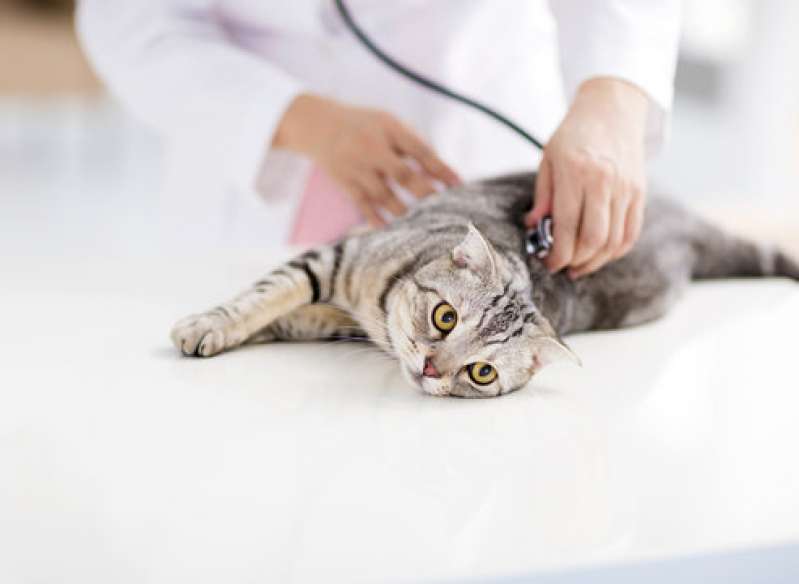 Clínica Que Faz Internação para Gato Ana Reck - Internação para Gato Farroupilha