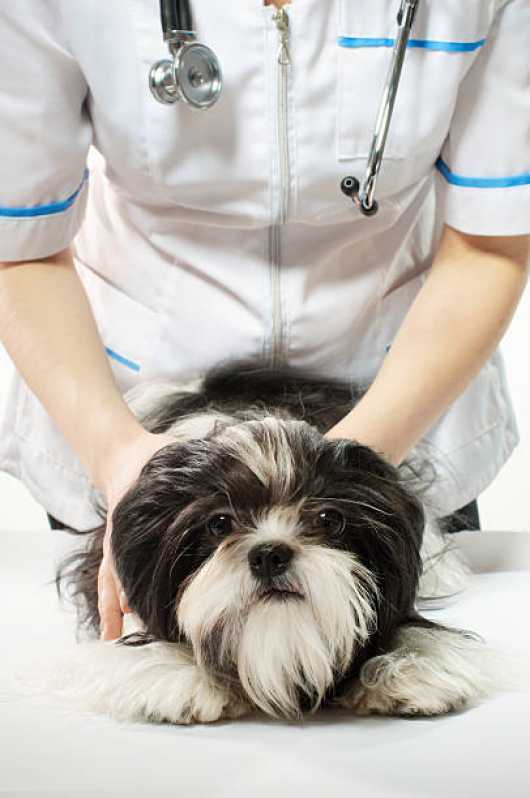 Clínica Veterinária para Cachorro Pio X - Clínica para Pets