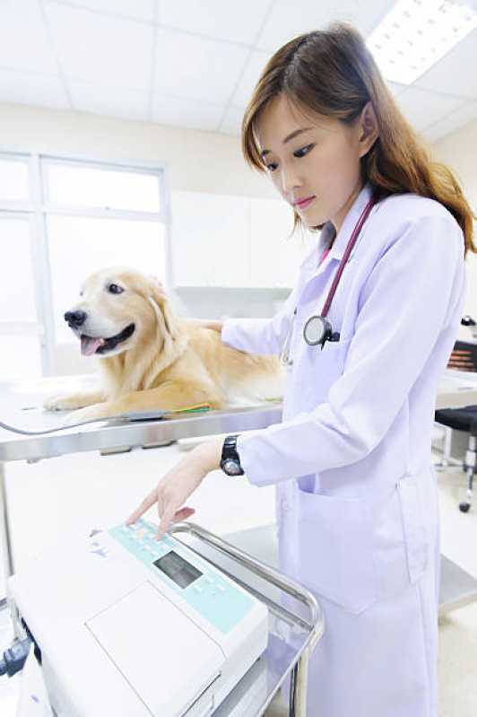 Clínica Veterinária Jardelino Ramos - Clínica para Cães