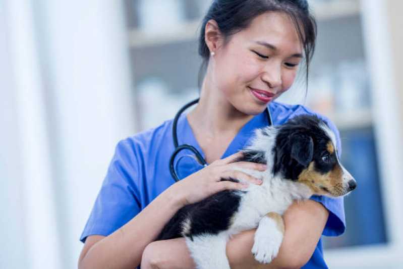 Contato de Clínica para Cães Cristina - Clínica para Pets
