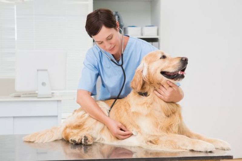 Internação de Cachorra Marcar Pradense - Internação Veterinaria 24h Garibaldi