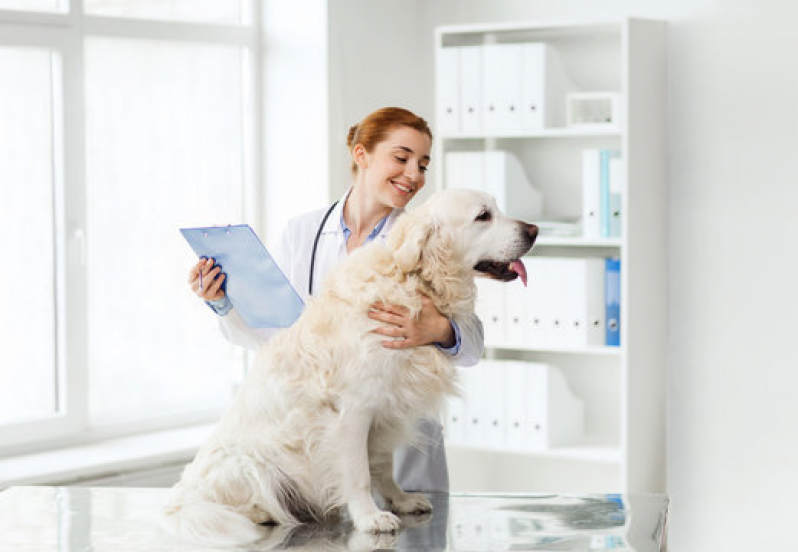 Internação Monitorada para Animais Marcar Nossa Senhora da Saúde - Internação para Cachorros São Marcos