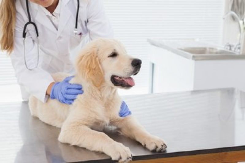 Internação para Animais Marcar Cristal - Internação de Emergência para Cães Flores da Cunha