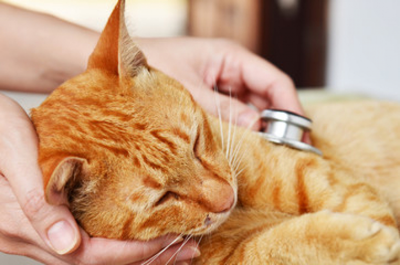 Internação para Gato Ana Reck - Internação Monitorada para Animais Carlos Barbosa