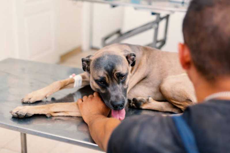 Internação Veterinaria 24h Bela Vista - Internação de Cachorros São José dos Ausentes