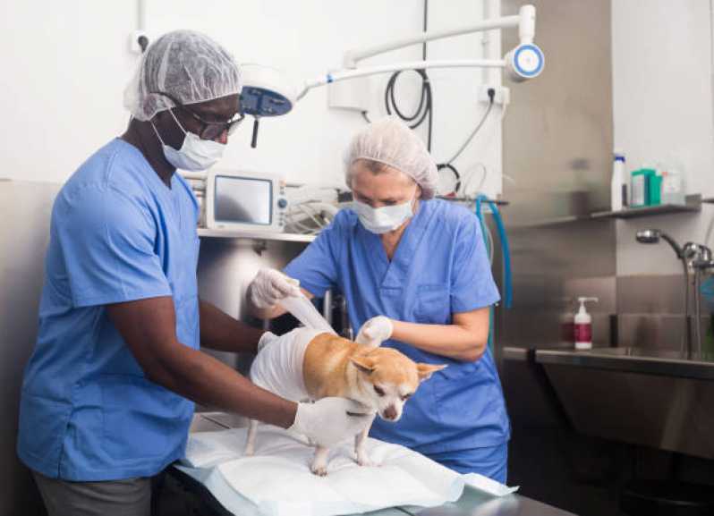 Onde Fazer Cirurgia para Cães Cinquentenário - Cirurgia para Gato