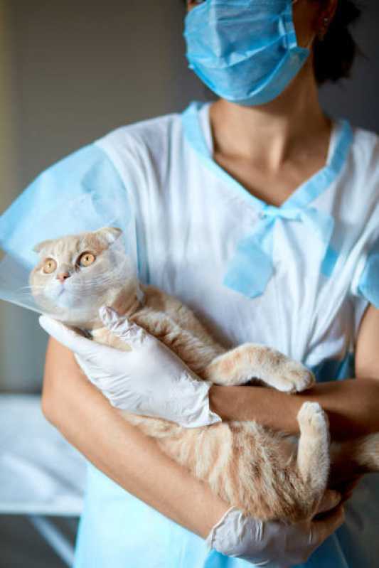 Onde Fazer Cirurgia para Gato Pradense - Cirurgia para Gato