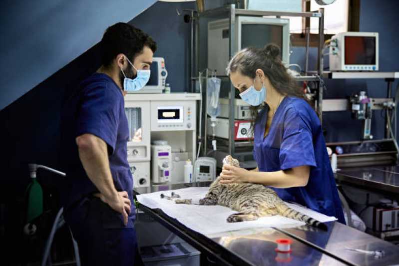 Onde Fazer Cirurgia para Gatos Centenário - Cirurgia para Gato