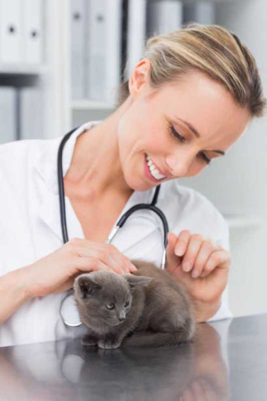 Telefone de Clínica com Internação Exclusiva para Gato Ana Reck - Clínica para Pets