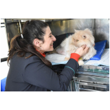 agendamento de castração de animais Cristina