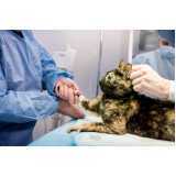 cirurgia de castração para animais Feliz