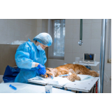 cirurgia em animais agendar Nossa Senhora das Graças