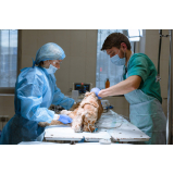 cirurgia em animais de companhia Simonaggio