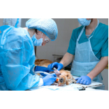 cirurgia geral veterinaria Alfândega