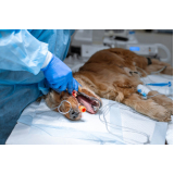 cirurgia oftalmologica veterinaria agendar Licorsul