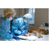cirurgia ortopedica em cachorro agendar Sagrada Família