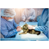 cirurgia ortopédica veterinária Carazinho